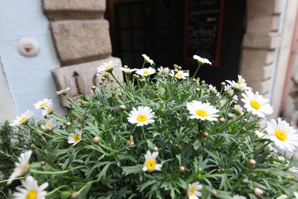 Herzl Gastgarten Mehlplatz Graz